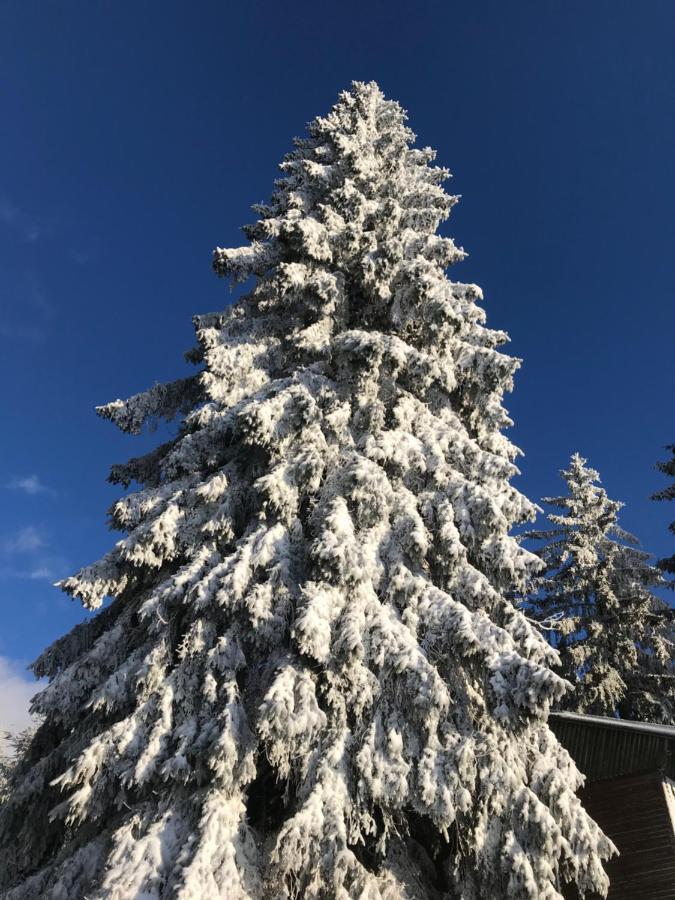 Ubytovani U Potoka Destne v Orlickych horach Bagian luar foto